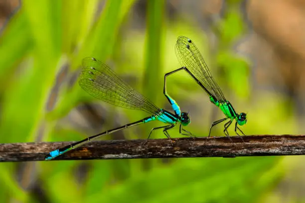 Photo of Pair of dragonflies copulating on small branch.