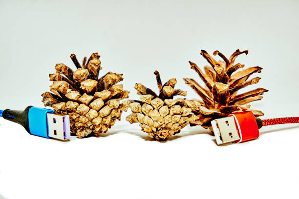 two red blue usb connecting plugs between fir cones on a white background - connection merger road togetherness imagens e fotografias de stock