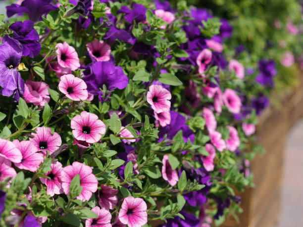 istock Colorful petunia flowers close up image. 1452311258