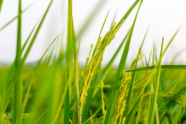 выращивание семян зеленых рисовых полей - 7946 стоковые фото и изображения