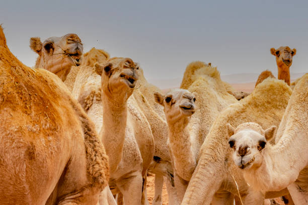 istock Camels in the Saudi desert 1452313002
