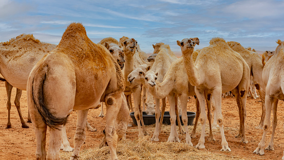 Desert safari camel ride in Abqaiq Dammam Saudi Arabia.This Photo was taken Month of January 4th Year 2020..