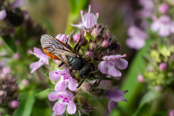 istock Closeup of nice red colored cleptoparasite bloodbee , Sphecodes albilabris 1452313019