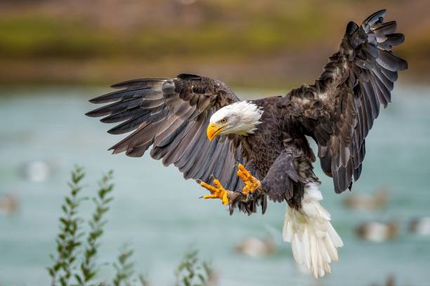 Low Angle View Of Bald Eagle Perching On Tree Branch