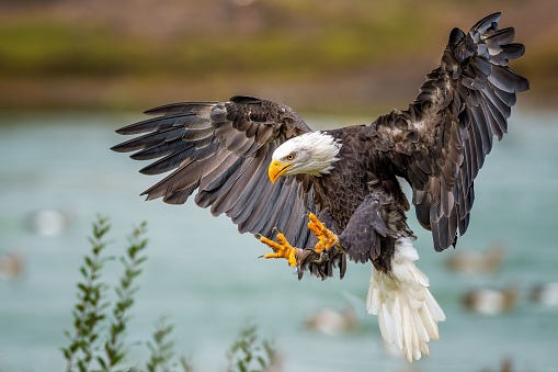 Bald Eagle in captivity on Vancouver Island.