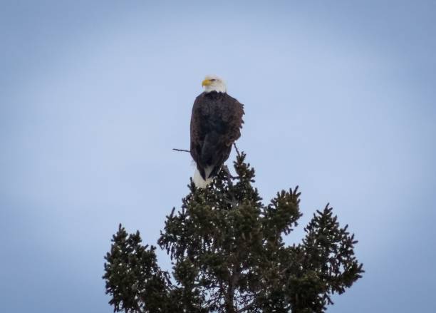 istock Beautiful shot of a bald eagle on a tree 1452315862