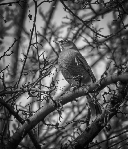 istock Greyscale shot of a common blackbird 1452315881