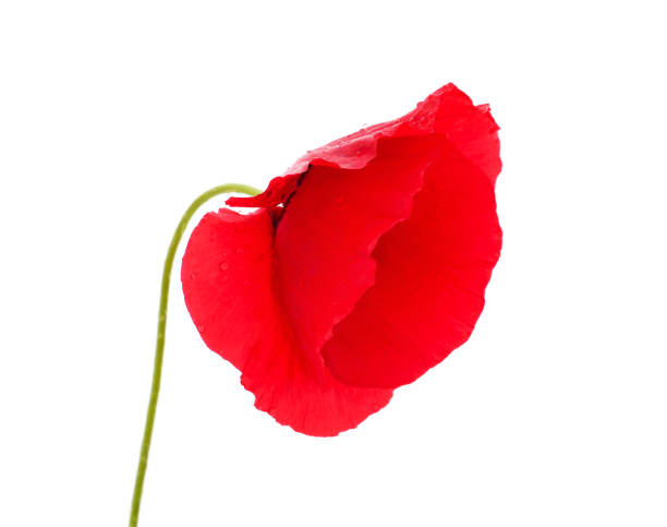 istock Red poppy flower. 1452318189