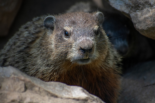 closeup of a groundhog hiding in rocks at a park