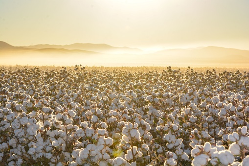 Hermoso paisaje de un campo de algodón al amanecer en México photo