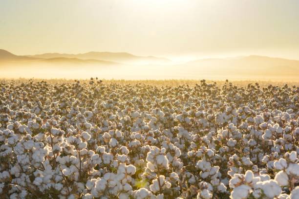 beau paysage d’un champ de coton au lever du soleil au mexique - coton photos et images de collection