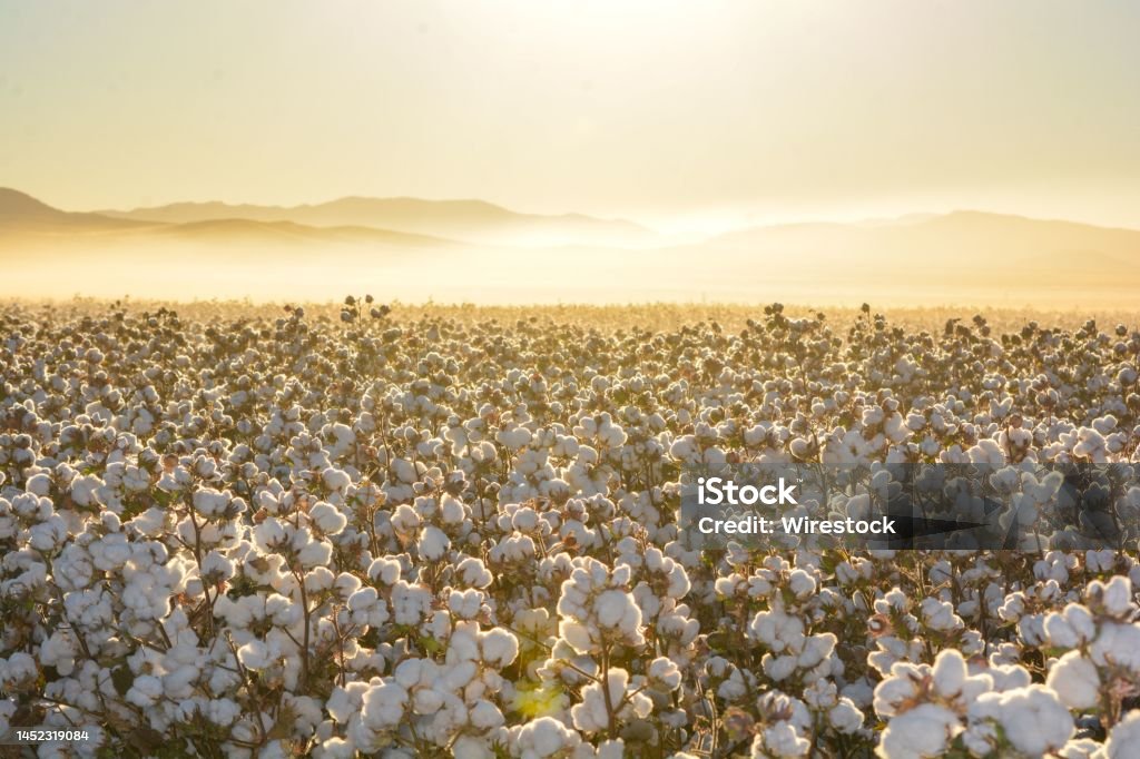 Beautiful landscape of a cotton field on the sunrise in Mexico A beautiful landscape of a cotton field on the sunrise in Mexico Cotton Stock Photo