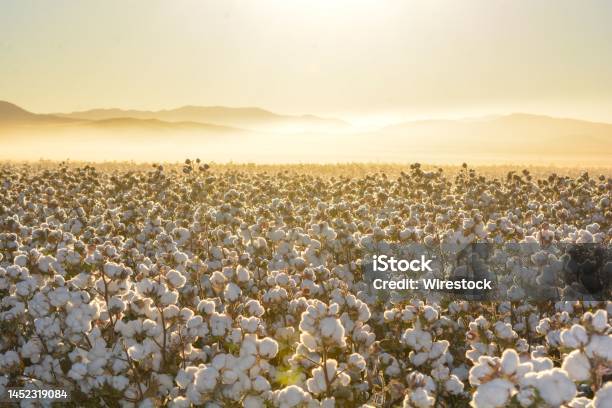 Beautiful Landscape Of A Cotton Field On The Sunrise In Mexico Stock Photo - Download Image Now