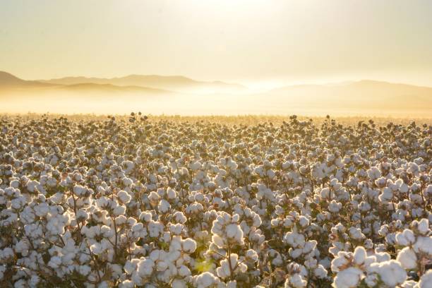 piękny krajobraz pola bawełny o wschodzie słońca w meksyku - bawełna zdjęcia i obrazy z banku zdjęć