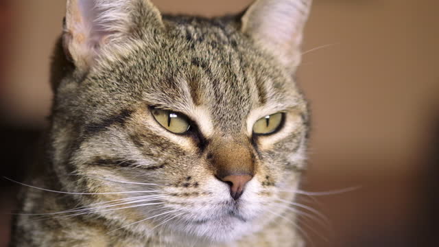 Close up slow motion footage of a tabby cat's face.