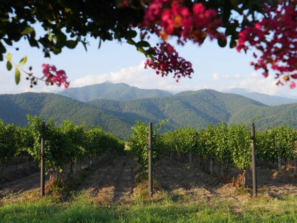 Vineyards in the Alezani valley, framed by purple flowers. Kakheti, largest wine region in Georgia. Vineyards in the Alezani valley, framed by purple flowers. Kakheti, largest wine region in Georgia. kakheti georgia stock pictures, royalty-free photos & images
