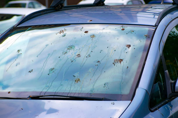 istock polluted car windshield with bird feces 1452319444