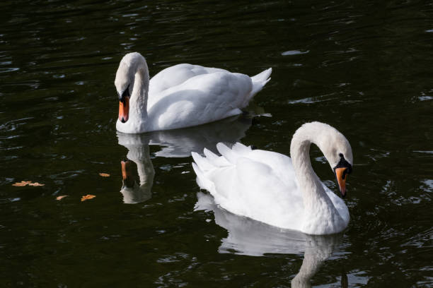 istock White swan waterbirds couple on dark water 1452319565