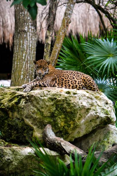 istock Leopard sitting on a big rock in a tropical forest 1452320549