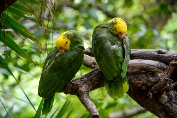 istock Closeup of yellow-headed amazon (Amazona oratrix) on a branch 1452320629