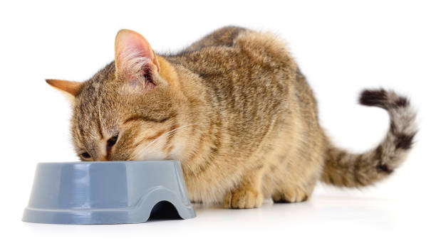 istock Cat eating dry food. 1452321615