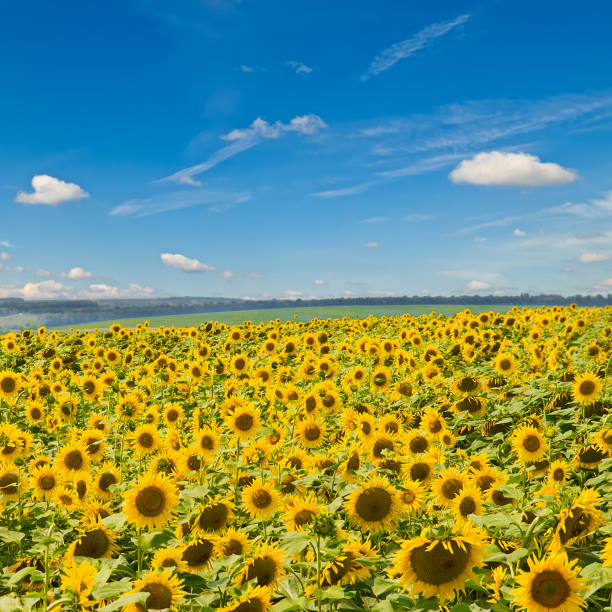 istock Field with blooming sunflower and sky. 1452322232