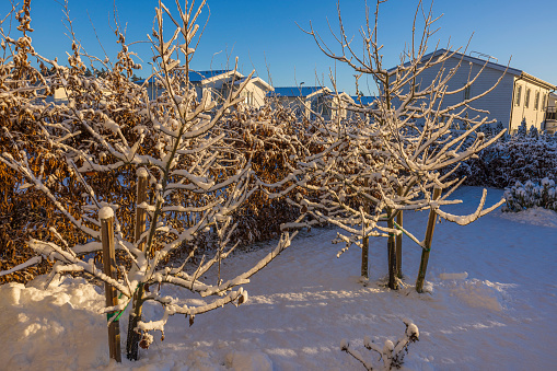 Beautiful winter view of private garden with snow covered trees and bushes at sunset. Sweden.