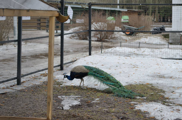 istock The peacock  in the fresh air 1452326153
