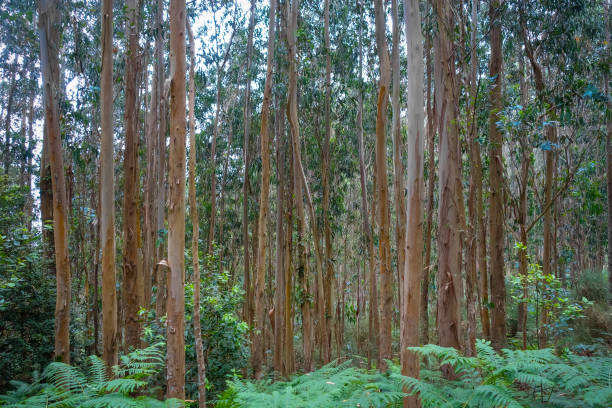 istock Eucalyptus forest in Galicia, Spain 1452328175