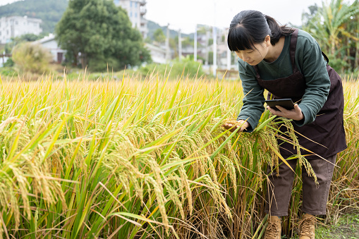 A woman farmer works in her rice field