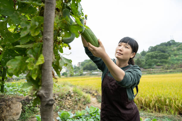 istock A female farmer was picking in her vegetable garden 1452329047