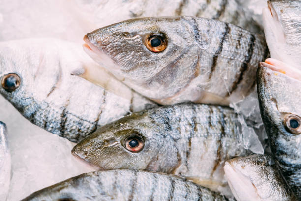 istock Sand Steenbras in the Fish Market 1452329994