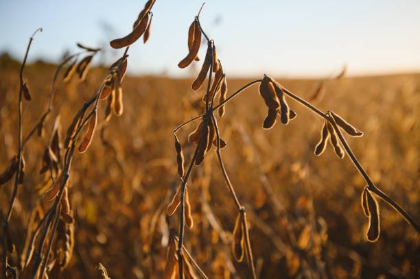 istock Mature soybeans on soybean plantation in close-up 1452331276