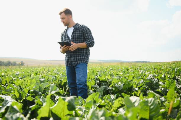 istock Farmer checking crop in a sugar beet field. Agricultural concept 1452333182