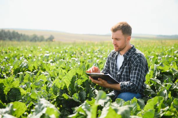 istock Farmer checking crop in a sugar beet field. Agricultural concept 1452333186