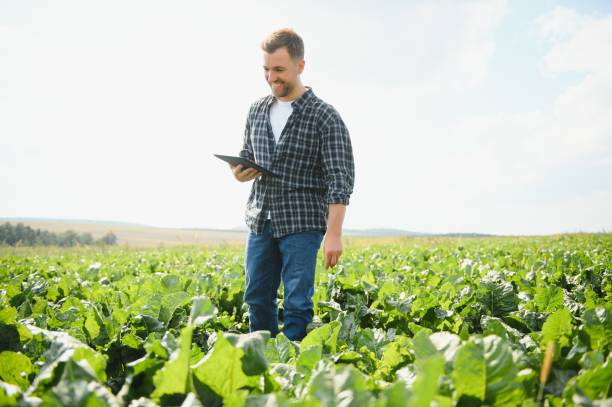 istock Farmer checking the quality of the sugar beets 1452333229