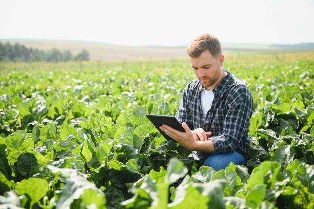 istock Farmer checking crop in a sugar beet field. Agricultural concept 1452333234