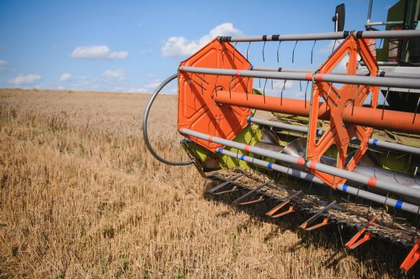 istock Combine harvester harvests ripe wheat. agriculture 1452333334