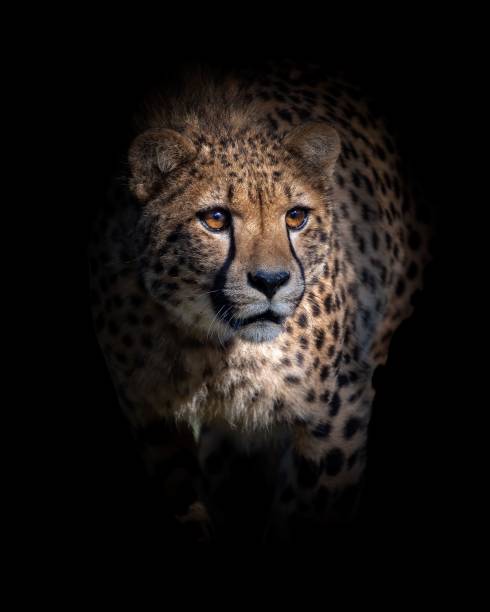 istock Majestic view of a cheetah on a black background 1452333444