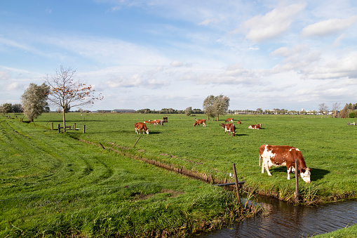 Dutch landscape with grazing cows in the meadow.