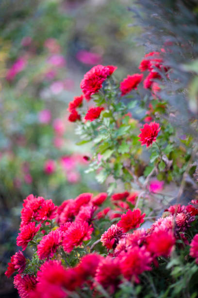 istock Fresh and Beautiful Flowers in Garden. 1452335188