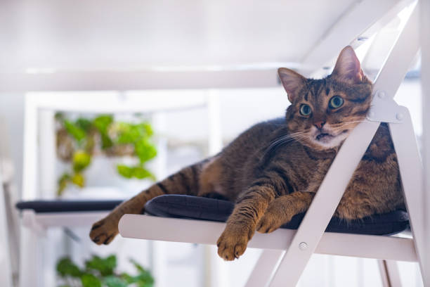 istock Gray cat lying on the white chair under table 1452336486