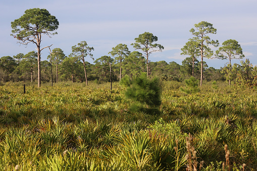 Bald Point State Park juts out into the gulf at the end of the Florida panhandle.  This unique park is a breeding ground for many species of birds and a popular stopping point along migration paths.  The vegetation of this park is rather unique, including palmetto prairies like this view shows.