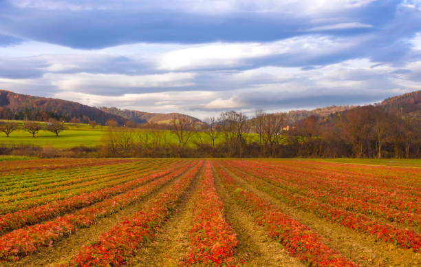 istock Agricultural fields in autumn and dramatic blue sky, in Steiermark, Austria 1452338168