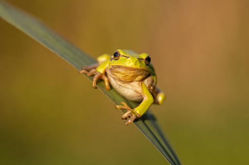 European tree frog (Hyla arborea) resting on reed grass.