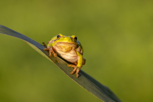 European tree frog (Hyla arborea) resting on reed grass.