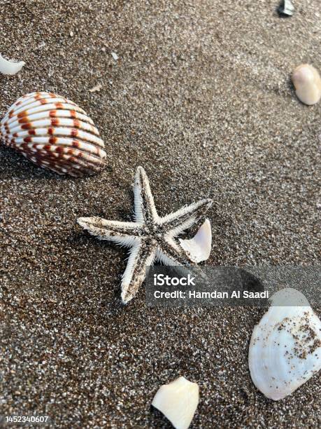 Shell Star Colour In Star And Shells Stock Photo - Download Image Now - Animal Shell, Beach ...