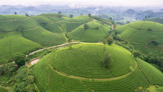 Long Coc tea hills in Phu Tho Province's\nVietnam.