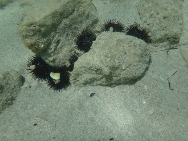 istock Octopus under water in the mediterranean sea in Croatia 1452343982