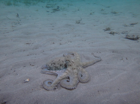 Octopus under water in the mediterranean sea at the dalmatian coast of Croatia